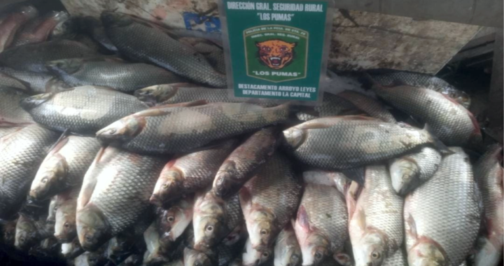 GUARDIA RURAL DE ARROYO LEYES CONTRA LA PESCA ILEGAL: SECUESTRO DE 2.600 PIEZAS PESCADO