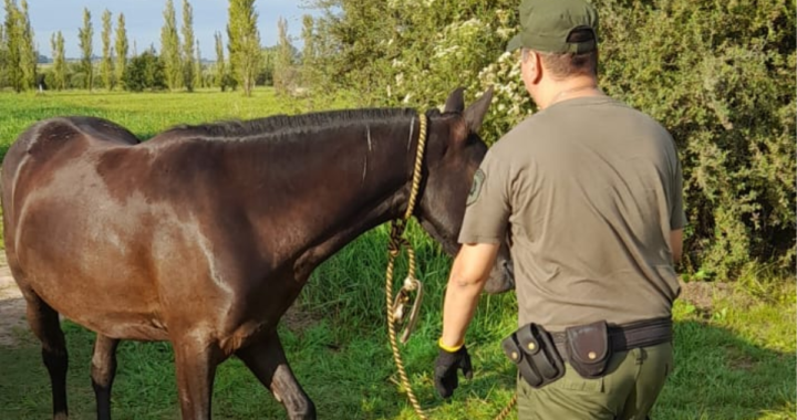 «OPERATIVO RURAL: SECUESTRAN EQUINOS SUELTOS EN ARROYO LEYES Y NOTIFICAN A PROPIETARIOS POR OMISIÓN DE CUSTODIA»