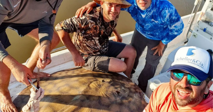 PESCARON OTRA RAYA DE 100 KILOS EN EL RÍO PARANÁ Y LA DEVOLVIERON AL AGUA