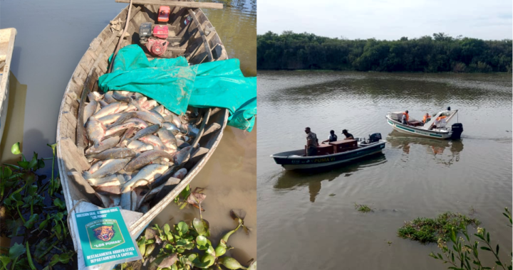 GUARDIA RURAL LOS PUMAS SECUESTRAN 230 PIEZAS ICTÍCOLAS Y DOS CARPINCHOS EN OPERATIVOS DE CONTROL DE PESCA Y CAZA ILEGAL