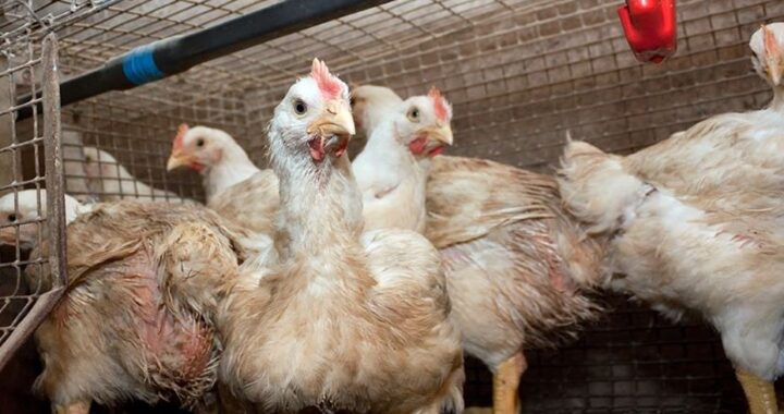 GRIPE AVIAR: MURIERON MÁS DE 20 MIL GALLINAS EN UNA GRANJA DE MAR DEL PLATA