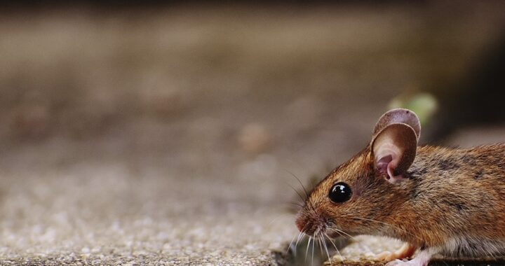 CONFIRMAN LA MUERTE DE UN JOVEN POR HANTAVIRUS EN EL NORTE PROVINCIAL