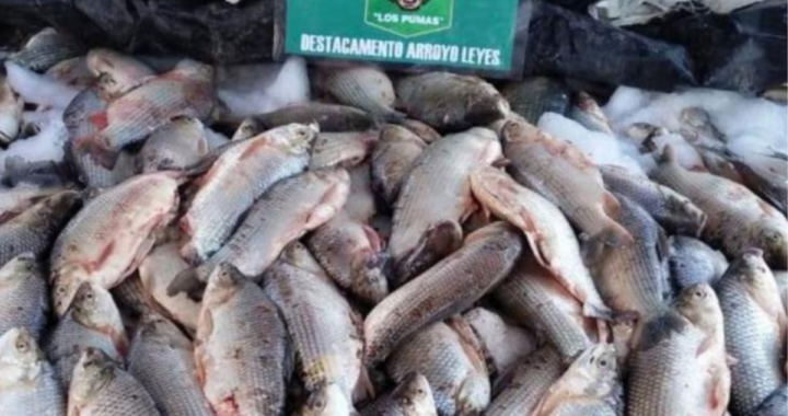 POLICÍA RURAL LOS PUMAS SECUESTRÓ MÁS DE 1000 PIEZAS DE PESCADO EN ARROYO LEYES 