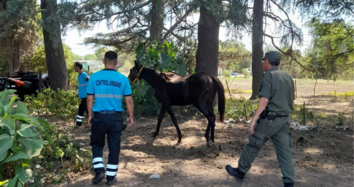 12 VACUNOS Y 3 EQUINOS SECUESTRADOS POR “LOS PUMAS” DE ARROYO LEYES  AL ENCONTRARSE SUELTOS SIN CUSTODIA 