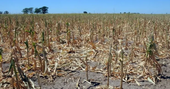 LA SOCIEDAD RURAL ESTIMÓ QUE LA PROVINCIA DE SANTA FE PERDERÁ 4.300 MILLONES DE DÓLARES