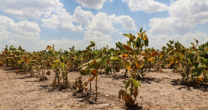 LA PROVINCIA PRORROGÓ LA EMERGENCIA AGROPECUARIA POR SEQUÍA EN TODO EL TERRITORIO Y PARA TODAS LAS ACTIVIDADES AGROPECUARIAS