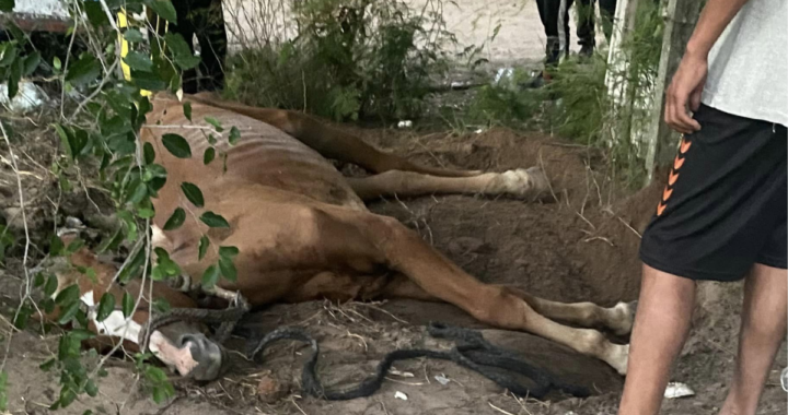 SOS CABALLOS INTENTÓ RESCATAR EN ARROYO LEYES UNA YEGUA EN ESTADO DE ABANDONO PERO AL FINAL MURIO