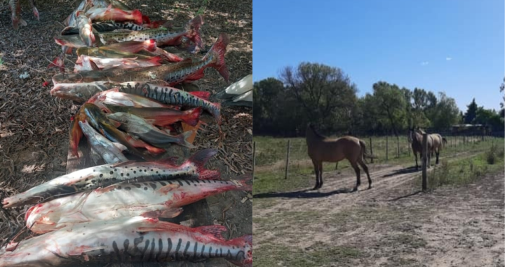 PROCEDIMIENTOS EN DIFERENTES ZONAS COSTERAS DE LA GUARDIA RURAL LOS PUMAS POR OMISIÓN DE CUSTODIA ANIMAL Y LEY DE PESCA