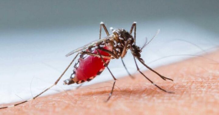 DENGUE: CONFIRMARON EL TERCER FALLECIMIENTO EN LA PROVINCIA DE SANTA FE