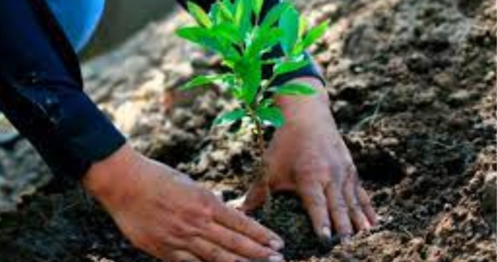 CAMPAÑA DE FORESTACIÓN EN ESCUELAS: MUTUAL MAESTRA TRABAJÓ CON LA COMUNIDAD EDUCATIVA DE  COLASTINÉ SUR