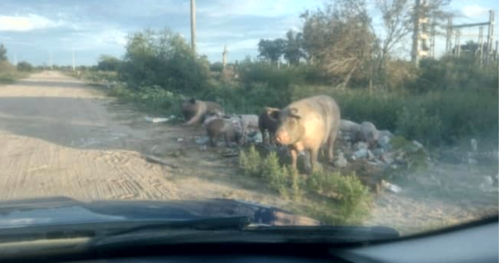 LOS PUMAS SECUESTRARON 6 EQUINOS Y 8 PORCINOS EN VARIOS PUNTOS DE LA COSTA POR OMISIÓN DE CUSTODIA ANIMAL