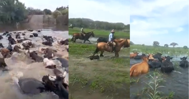 PRODUCTORES GANADEROS SACAN HACIENDA DE LAS ISLAS DE ARROYO LEYES ANTE CRECIDA DEL RÍO