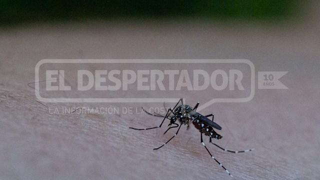 DENGUE: MÁS DE 15 MIL CASOS EN SANTA FE