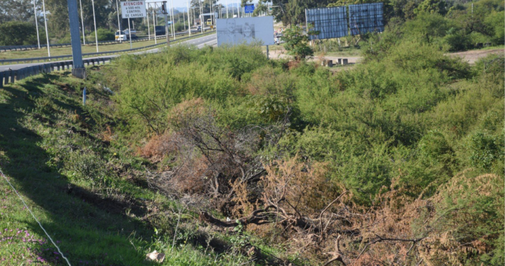 VIALIDAD NACIONAL CORTÓ ÁRBOLES A LA VERA DE LA RUTA 168 Y EXPLICÓ POR QUÉ LO HIZO