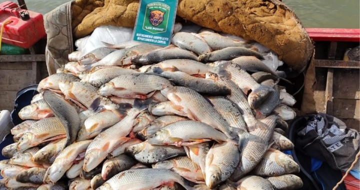 DECOMISAN MÁS DE 800 PIEZAS DE PESCADOS EN ARROYO LEYES