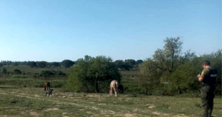 AGENTES DE LOS PUMAS SECUESTRÓ CABALLOS SOBRE EL TERRAPLÉN DE RINCÓN PORQUE SE ENCONTRABAN SIN CUSTODIA