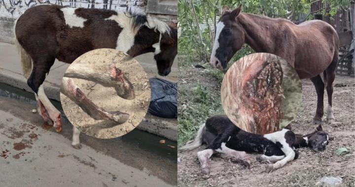 ABANDONÓ A DOS EQUINOS MIENTRAS TRABAJABA EN ARROYO LEYES Y SOS CABALLOS LOS RESCATÓ POR ESTAR EN MAL ESTADO