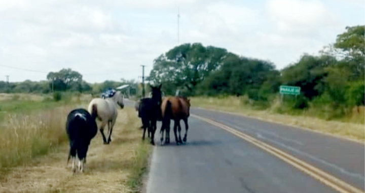 PELIGRO EN ARROYO LEYES SOBRE RUTA 1: PERSONAL DE «LOS PUMAS» SECUESTRÓ 13 EQUINOS POR OMISIÓN DE CUSTODIA ANIMAL