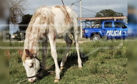 ÁNGELES, LA POTRANCA RESCATADA EN ARROYO LEYES: UN CASO DE MALTRATO ANIMAL