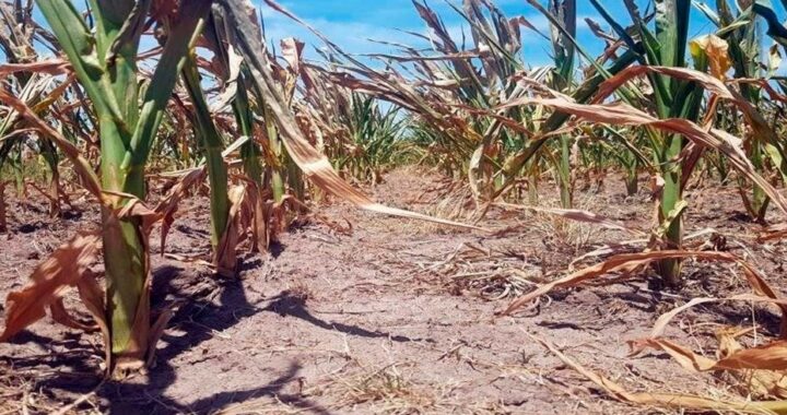 LA EMERGENCIA AGROPECUARIA EN LA PROVINCIA SE EXTIENDE CUATRO MESES MÁS