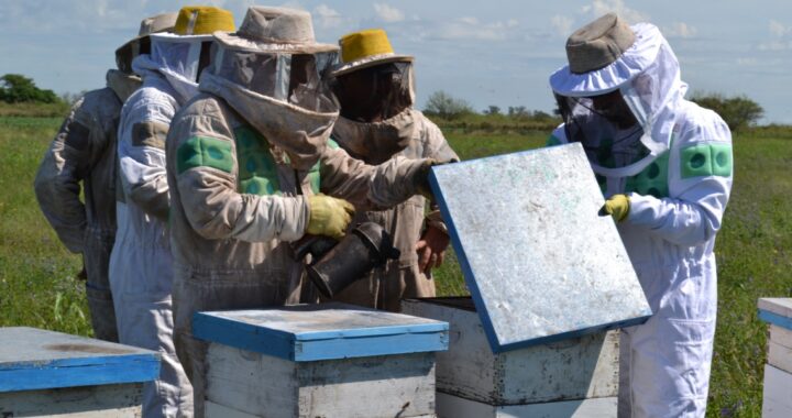 LA PROVINCIA PROMUEVE LA UTILIZACIÓN DE UNA HERRAMIENTA PARA PREVENIR LA MORTANDAD EN COLMENAS