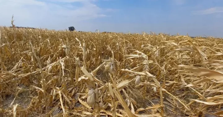 SANTA FE ANALIZA PRORROGAR LA EMERGENCIA AGROPECUARIA POR SEQUÍA HASTA 2024