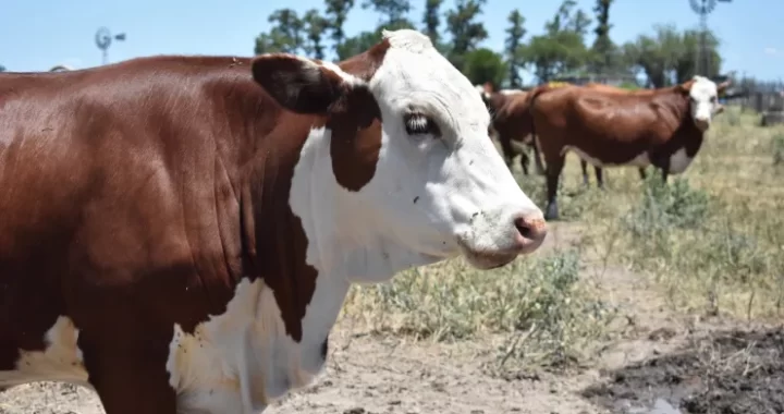 SANTA FE ES LA PRIMERA PROVINCIA EN CERTIFICAR CARNES Y CUEROS LIBRES DE DEFORESTACIÓN