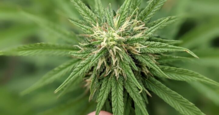 SE REGISTRÓ LA PRIMERA VARIEDAD DE SEMILLA DE CANNABIS DE LA PROVINCIA