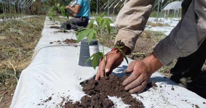 SANTA FE SERÁ SEDE DEL PRIMER ENCUENTRO REGIONAL DE CANNABIS