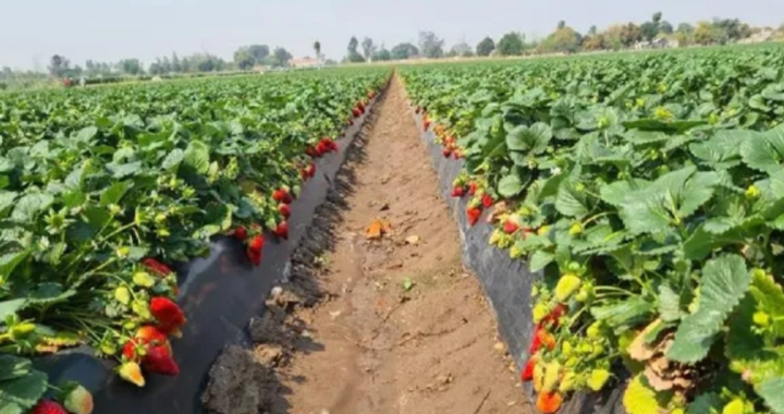 AVANCES EN PRÁCTICAS SOSTENIBLES PARA CULTIVO DE FRUTILLAS: JORNADA EN ARROYO LEYES