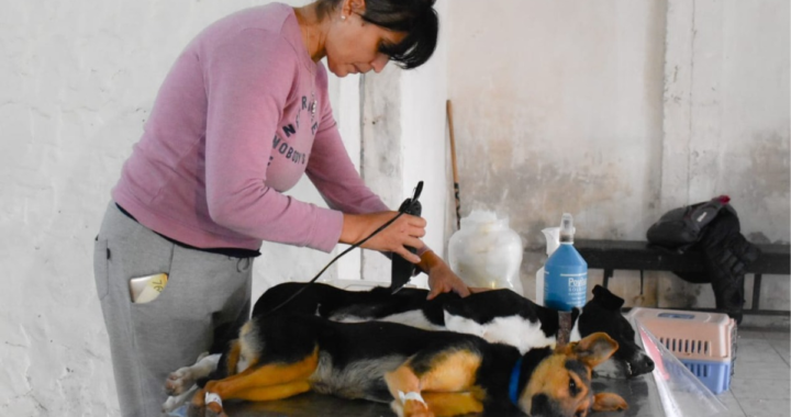 JORNADA DE CASTRACIÓN Y VACUNACIÓN PARA PERROS Y GATOS EN RINCÓN