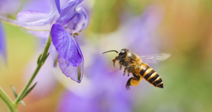 PRIMAVERA: CUÁL ES EL FENÓMENO ASTRONÓMICO QUE DA INICIO A LA ESTACIÓN DE FLORES