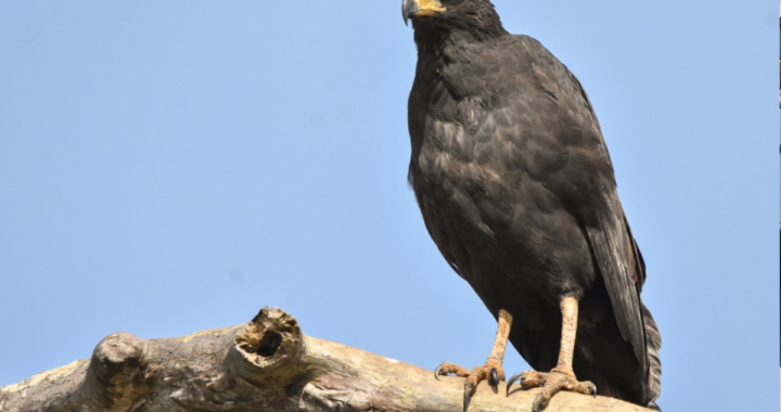 DEVOLVIERON A SU HÁBITAT NATURAL UN ÁGUILA NEGRA EN CAYASTÁ