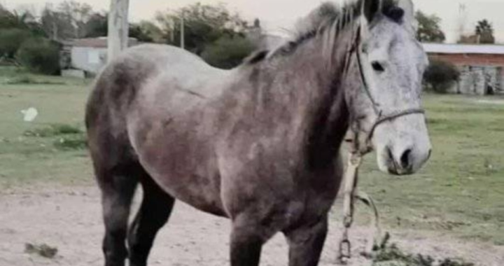 BUSCAN UN CABALLO MORO PERDIDO EN LA ZONA DE LA GUARDIA