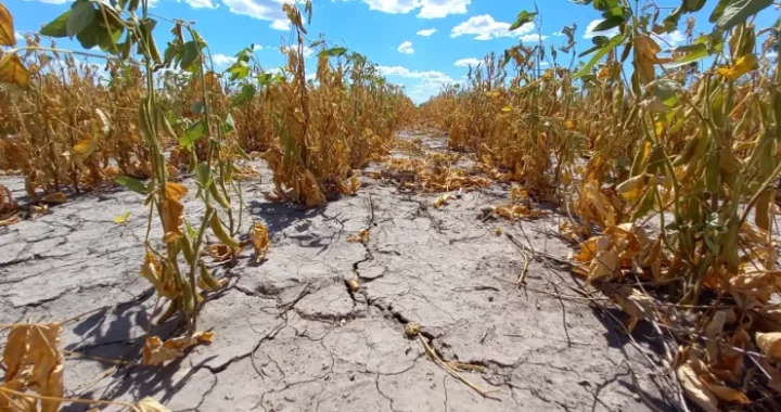 SE PRORROGÓ LA EMERGENCIA AGROPECUARIA POR SEQUÍA EN TODO EL TERRITORIO SANTAFESINO