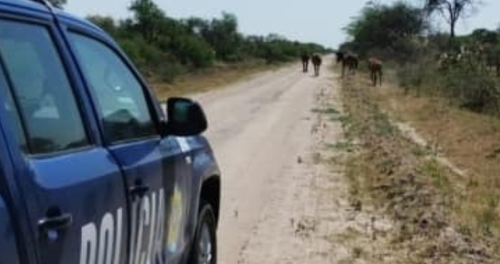 PERSONAL DE LA GUARDIA RURAL «LOS PUMAS» LABRA ACTA POR OMISIÓN DE CUSTODIA ANIMAL EN PUESTO FIJO LAS CAÑAS