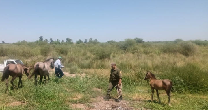 EFECTIVOS DE «LOS PUMAS» RESCATAN ANIMALES Y SANCIONAN A SUS PROPIETARIOS POR OMISIÓN DE CUSTODIA