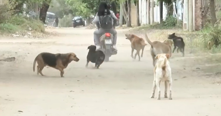 PERROS DE LA CALLE Y TENENCIA RESPONSABLE DE MASCOTAS UN PROBLEMA SIN CONTROL QUE CRECE EN RINCÓN