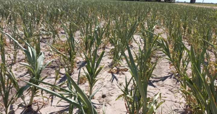 LAS LLUVIAS CUBRIERON LA ZONA NÚCLEO, PERO FUERON INSUFICIENTES