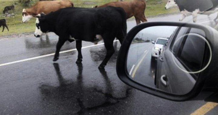 TRANSITAR CON PRECAUCIÓN POR RUTA PROVINCIAL N°1 ANTE MOVIMIENTO DE HACIENDA Y ANIMALES SILVESTRES