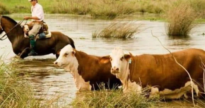 COMIENZA LA VEDA DEL SURUBÍ Y REFUERZAN CONTROLES DE GANADO EN ISLAS AFECTADAS POR LA CRECIENTE DEL RÍO PARANÁ