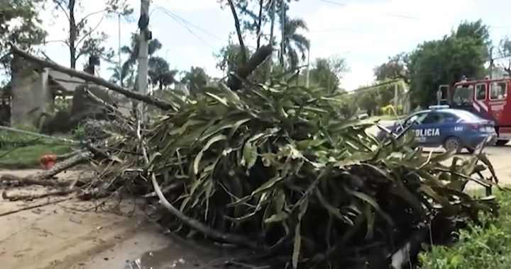 INCIDENTE SIN VÍCTIMAS: UN ÁRBOL DE GRAN PORTE CAYÓ EN RINCÓN Y OBSTRUYÓ TEMPORALMENTE LA CIRCULACIÓN EN LAS CINCO ESQUINAS