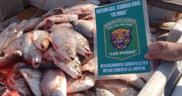 EFECTIVOS DE ARROYO LEYES DECOMISARON 360 PIEZAS DE PESCADO OBTENIDAS ILEGALMENTE