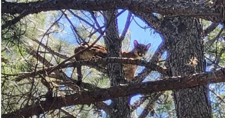 IMPACTANTE: ENCUENTRAN UN PUMA TREPADO A UN ÁRBOL EN ARROYO LEYES