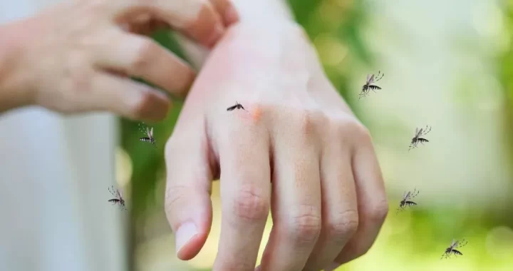 MOSQUITOS: EL AÑO NIÑO POTENCIA SU PRESENCIA Y EL CAMBIO CLIMÁTICO LES SIENTA BIEN