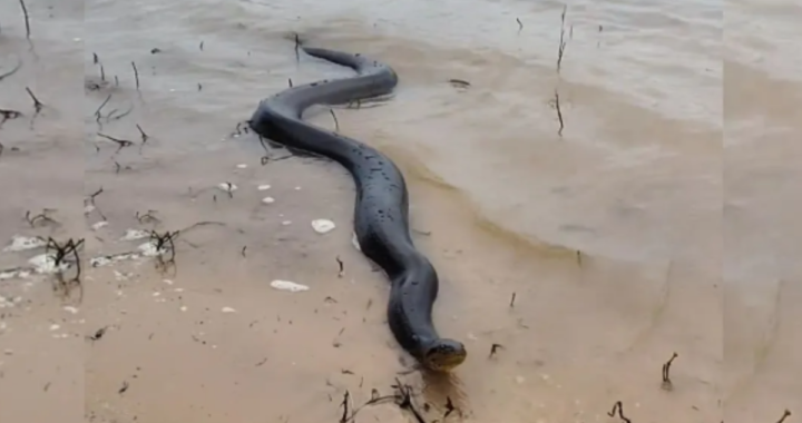 ENCONTRARON UNA ANACONDA AMARILLA EN LA COSTANERA DE SANTA FE