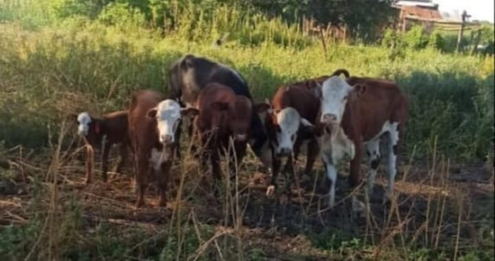 SECUESTRO PREVENTIVO DE ANIMALES: OMISIÓN DE CUSTODIA ANIMAL EN ARROYO LEYES