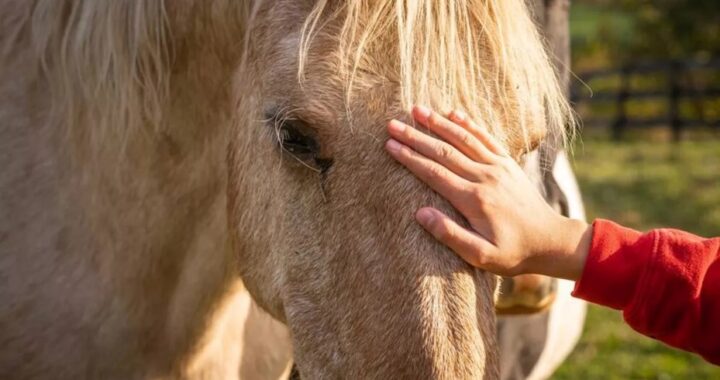 CONFIRMAN LA PRIMERA MUERTE POR ENCEFALITIS EQUINA EN LA PROVINCIA