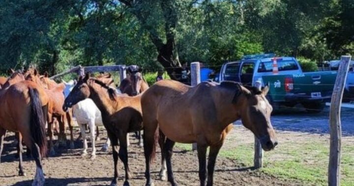 INVASIÓN DE EQUINOS EN CAMPO AJENO: ACCIÓN RÁPIDA DEL PERSONAL DE ARROYO LEYES