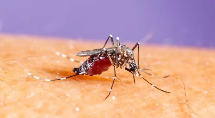 ADVIERTEN QUE EL DENGUE MUTÓ Y QUE EL INVIERNO «NO MITIGARÁ EL PELIGRO DEL VIRUS»